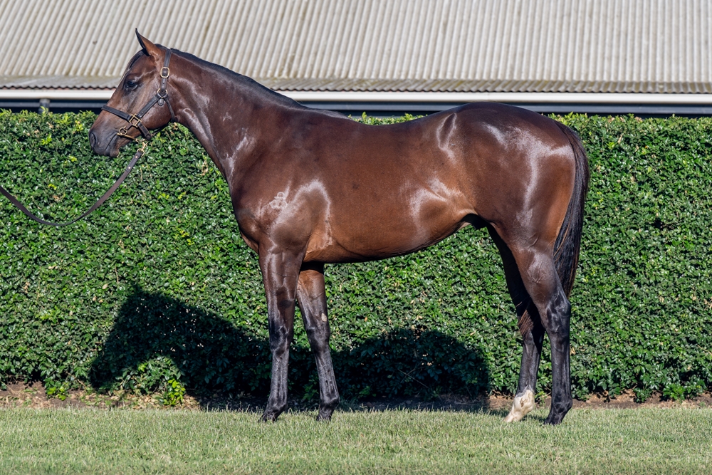 Castelvecchio (AUS) / Miss Super Quick (USA) 2024 Colt - Image 1