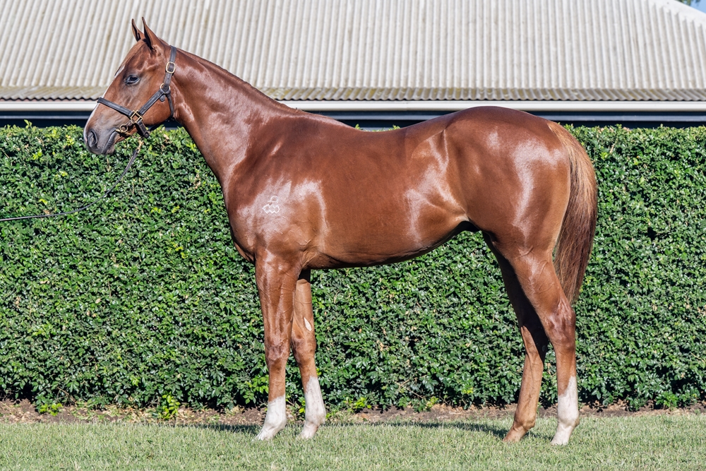 The Autumn Sun (AUS) / Prana (FR) 2024 Colt - Image 1