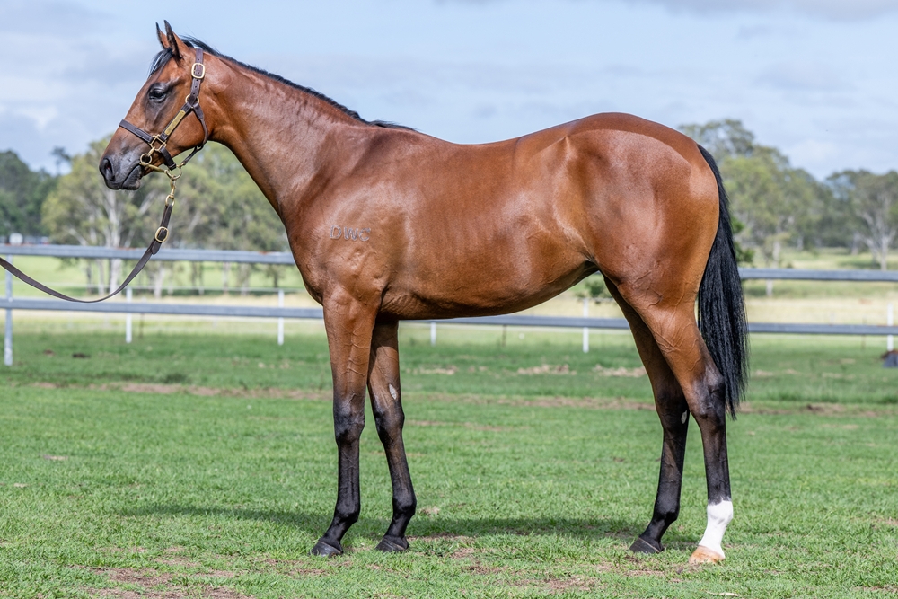Zousain (AUS) / Helen Royale (AUS) 2024 Filly - Image 1