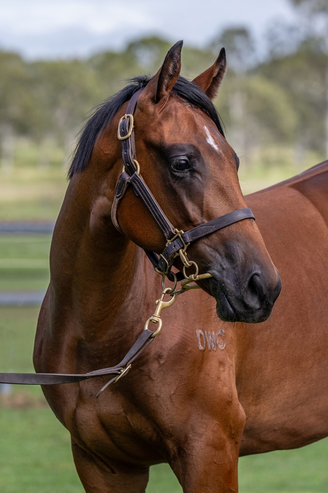 Zousain (AUS) / Helen Royale (AUS) 2024 Filly - Image 2