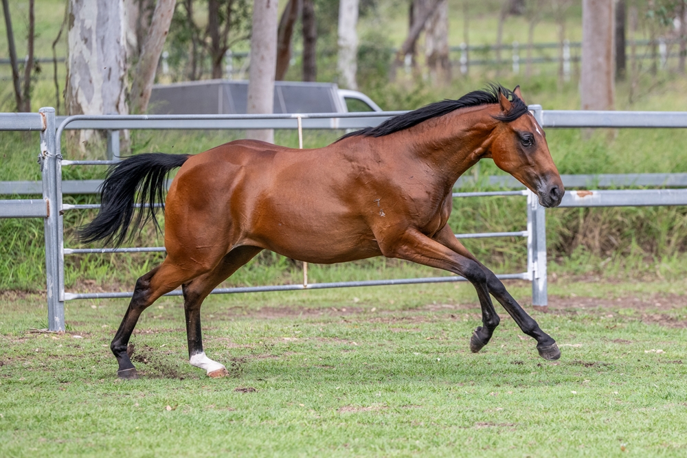 Zousain (AUS) / Helen Royale (AUS) 2024 Filly - Image 3