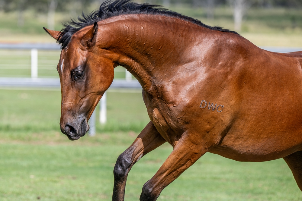 Zousain (AUS) / Helen Royale (AUS) 2024 Filly - Image 4