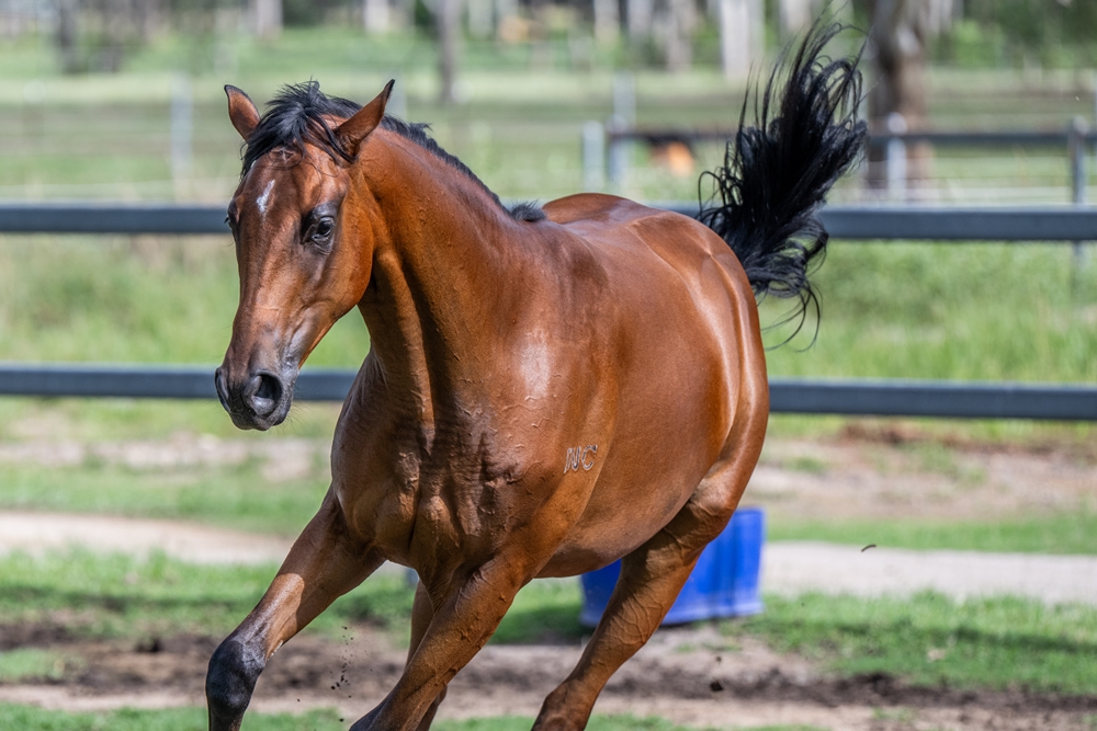Zousain (AUS) / Helen Royale (AUS) 2024 Filly - Image 5
