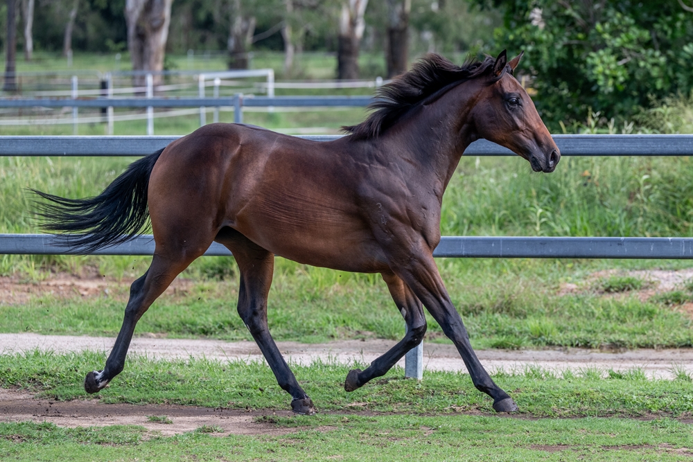Encryption (AUS) / Triolet (AUS) 2024 Filly - Image 4