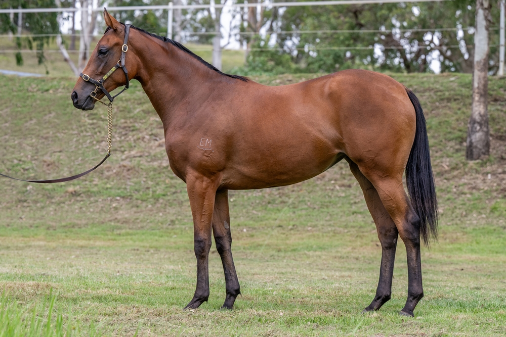 Sun City (AUS) / Delta Shower (AUS) 2024 Filly - Image 1