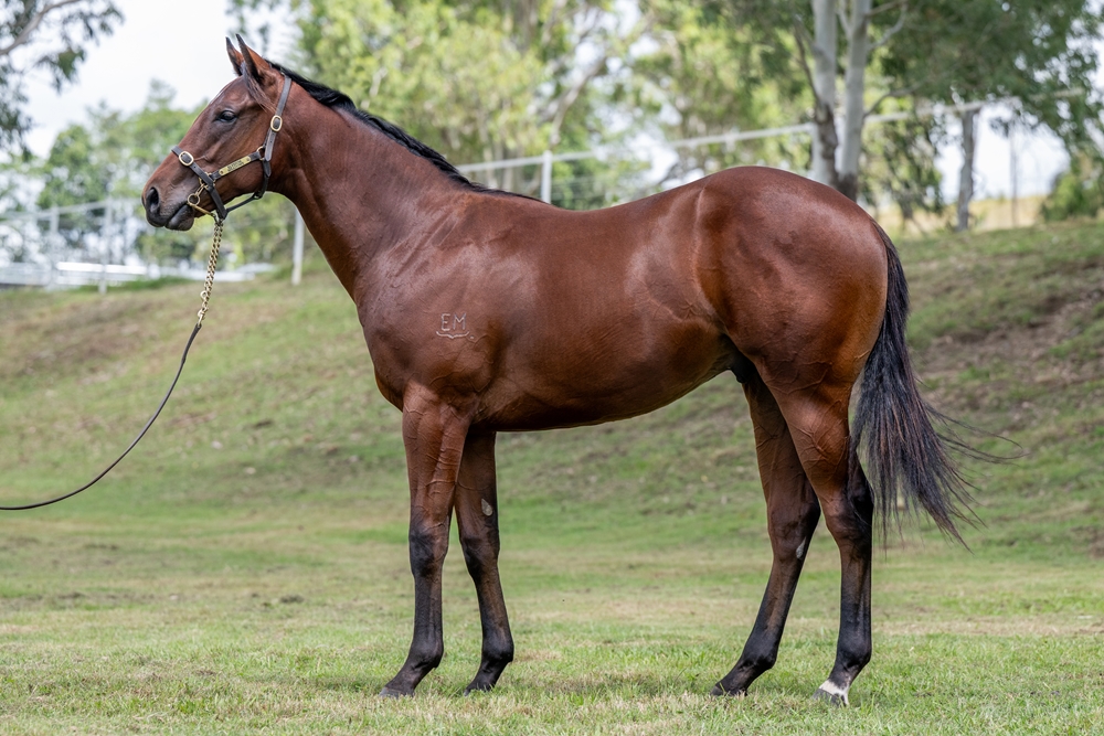 Cool Aza Beel (NZ) / Foxy Rippa (AUS) 2024 Colt - Image 1