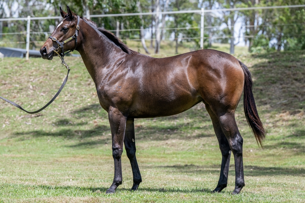 Better Than Ready (AUS) / Miss Middleton (AUS) 2024 Filly - Image 1