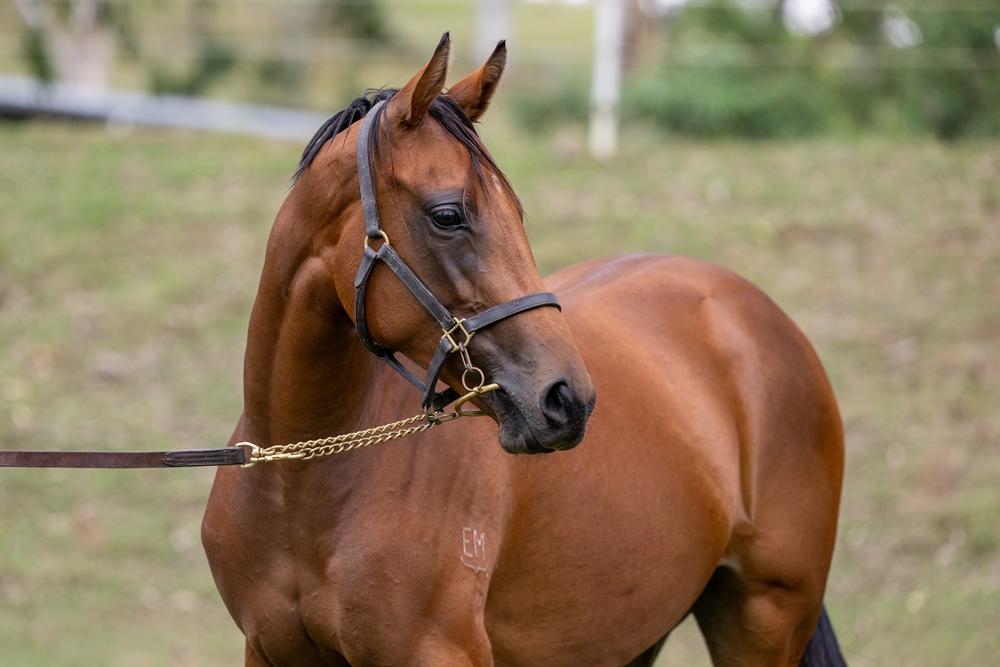 Sun City (AUS) / Delta Shower (AUS) 2024 Filly - Image 2