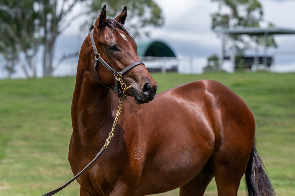 Cool Aza Beel (NZ) / Foxy Rippa (AUS) 2024 Colt - Image 2
