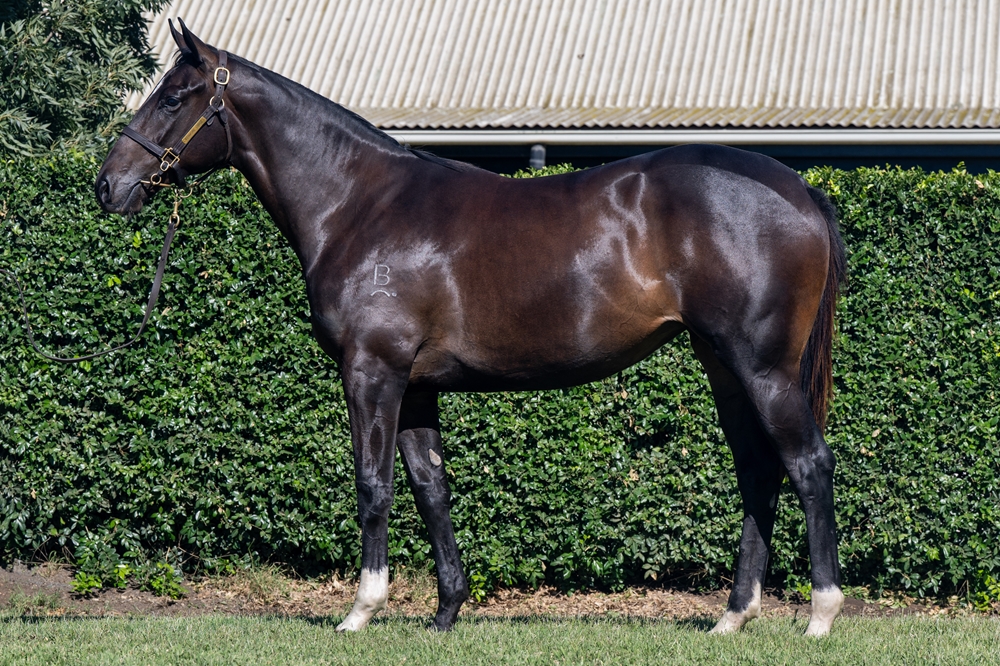Better Than Ready (AUS) / Aimee (AUS) 2024 Filly - Image 1