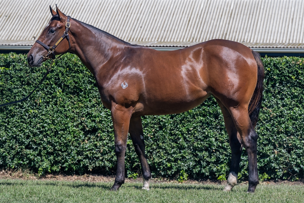 Lean Mean Machine (AUS) / Winning Shot (AUS) 2024 Filly - Image 1