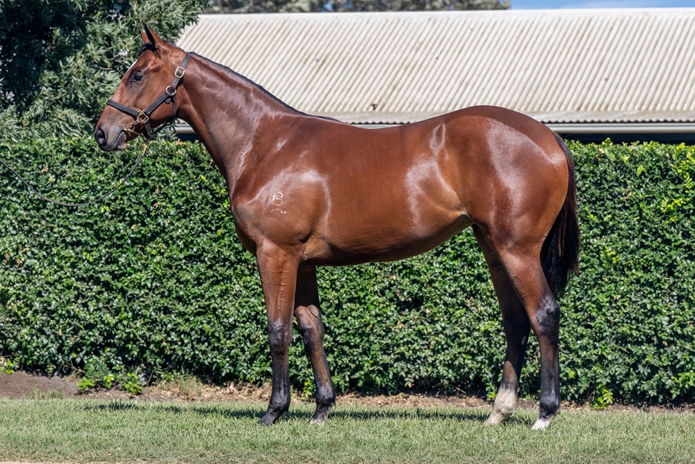 Wild Ruler (AUS) / Emtevee Queen (AUS) 2024 Filly - Image 1
