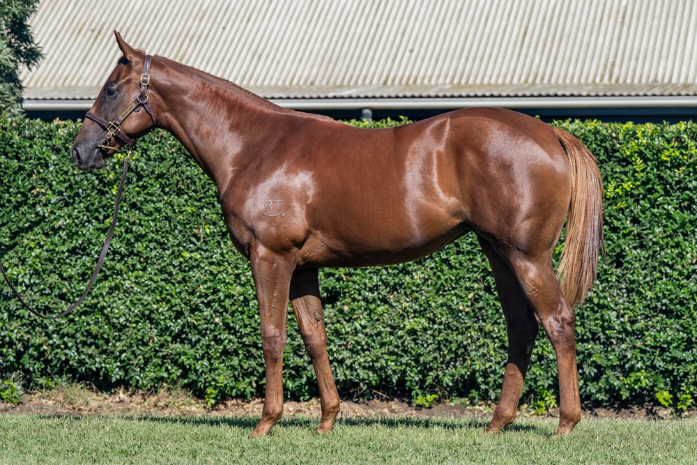 Kobayashi (AUS) / Dreaming of Biscay (AUS) 2024 Filly - Image 1