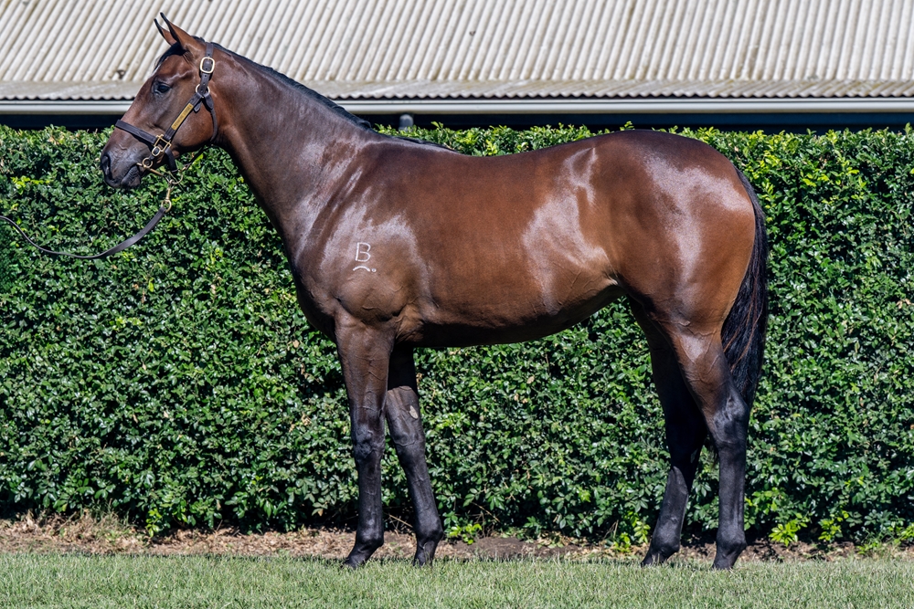 Trapeze Artist (AUS) / It's All Talk (AUS) 2024 Filly - Image 1