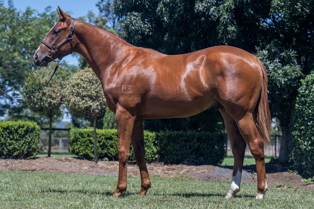 Stronger (AUS) / Maly Malt (AUS) 2024 Colt - Image 1