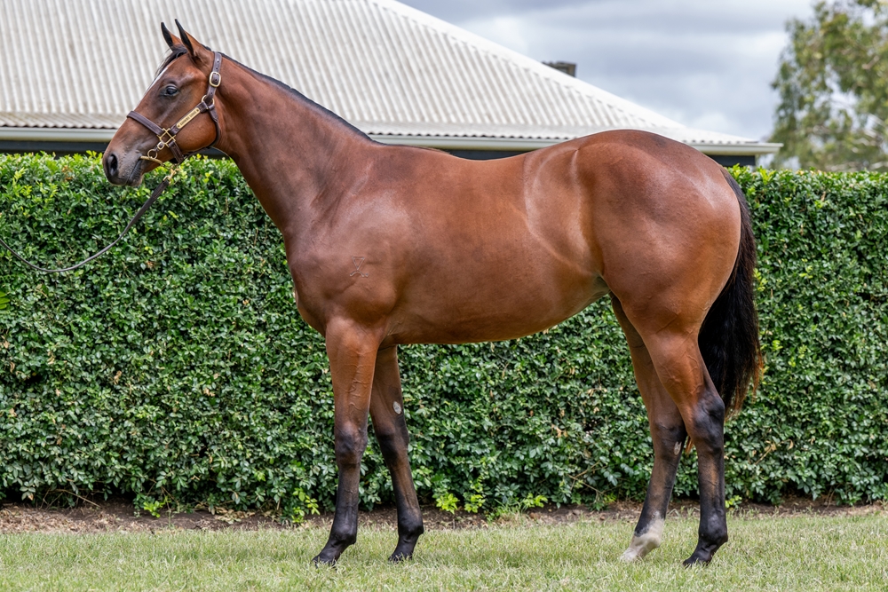 Wild Ruler (AUS) / Scarlet Tycoon (AUS) 2024 Filly - Image 1