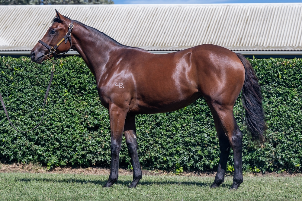 Tassort (AUS) / She's Crowned (AUS) 2024 Filly - Image 1