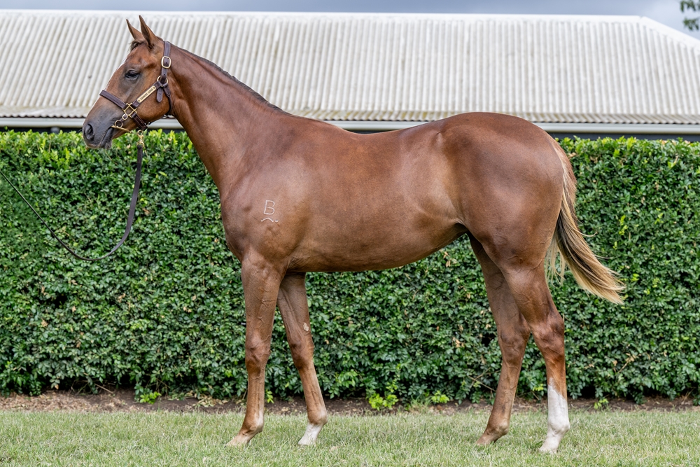 Stay Inside (AUS) / Shimmer Gold (AUS) 2024 Filly - Image 1