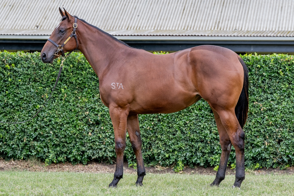 Home Affairs (AUS) / Shoko (AUS) 2024 Filly - Image 1