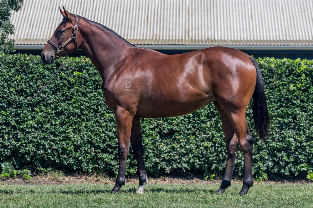 Stronger (AUS) / Shrinagari (NZ) 2024 Filly - Image 1
