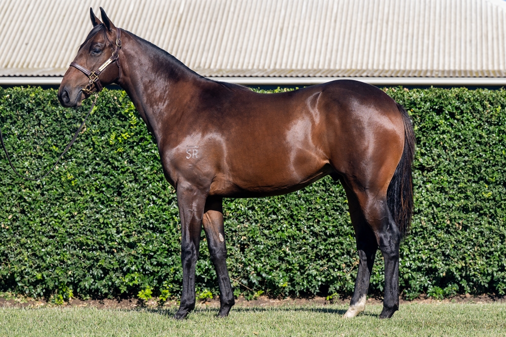 Spirit of Boom (AUS) / Sunchaser (NZ) 2024 Colt - Image 1