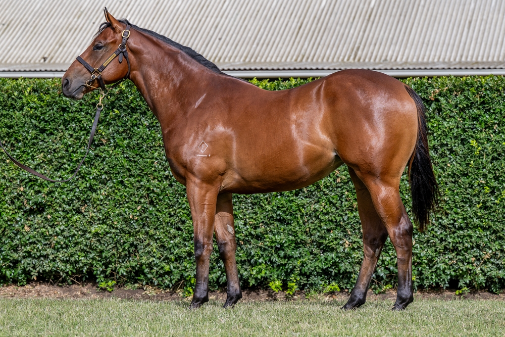 Farnan (AUS) / Rumble Doll (AUS) 2024 Filly - Image 1