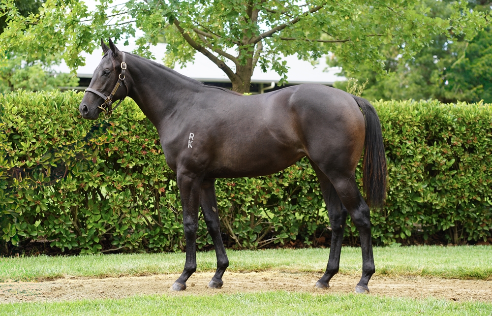 Cool Aza Beel (NZ) / Windrunner (AUS) 2024 Filly - Image 1