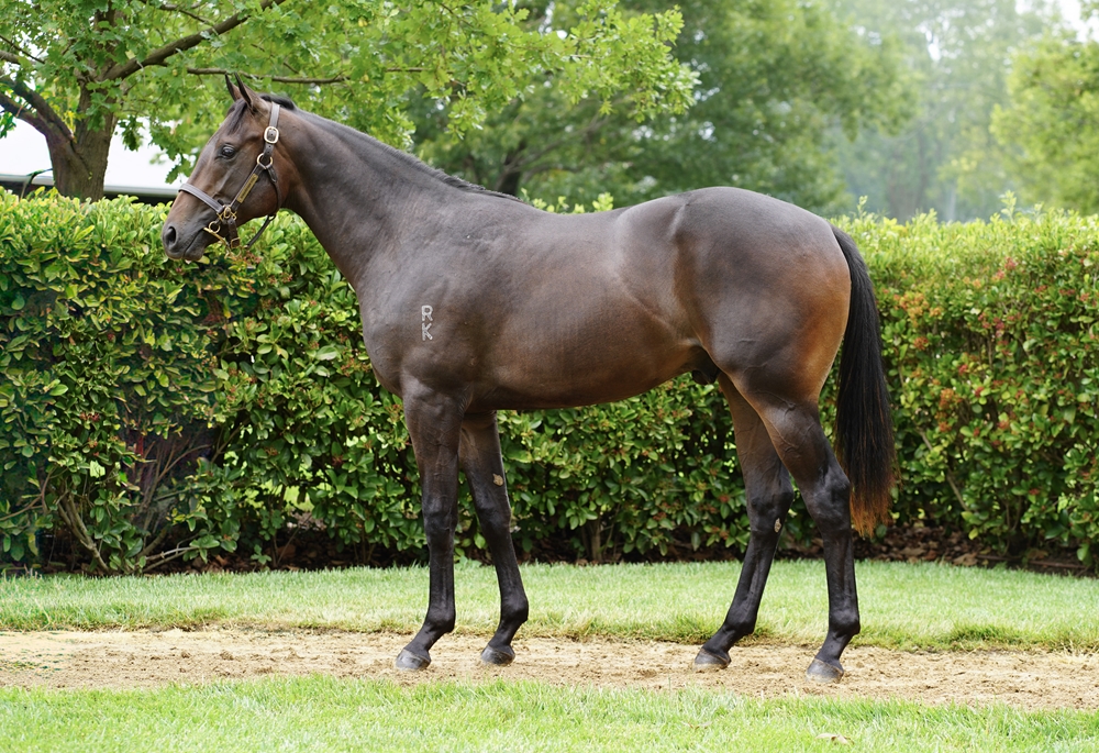 Artorius (AUS) / Burnt Orange (AUS) 2024 Colt - Image 1