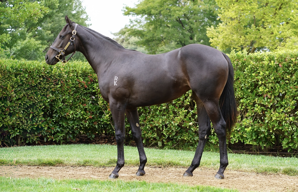 Pierata (AUS) / Gadoofies (AUS) 2024 Filly - Image 1