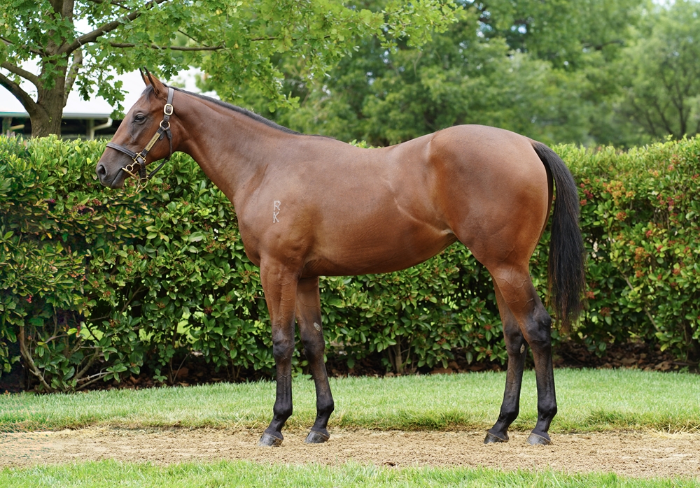 Nicconi (AUS) / Southerly Breeze (NZ) 2024 Filly - Image 1