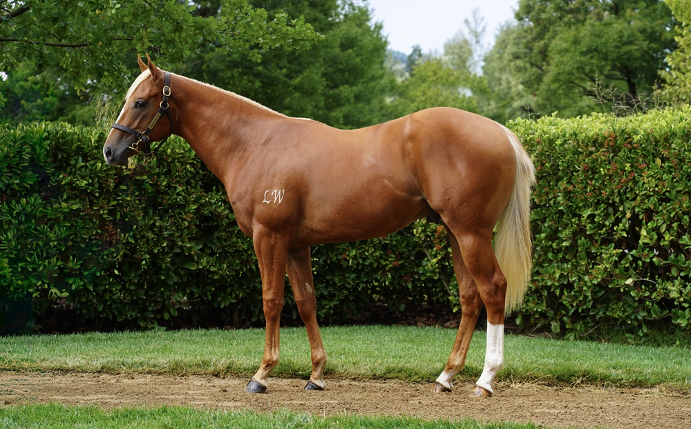 Doubtland (AUS) / Tardis (AUS) 2024 Colt - Image 1