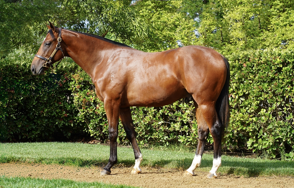 Astern (AUS) / Vacherie Girl (USA) 2024 Colt - Image 1