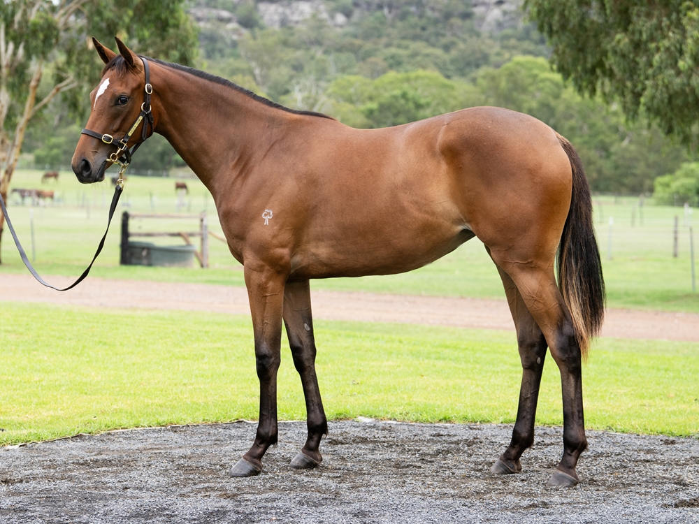 Shamus Award (AUS) / I'm Your Venus (AUS) 2024 Filly - Image 1