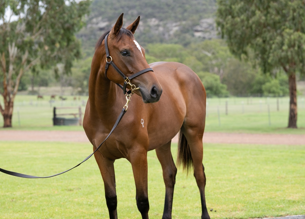 Shamus Award (AUS) / I'm Your Venus (AUS) 2024 Filly - Image 2