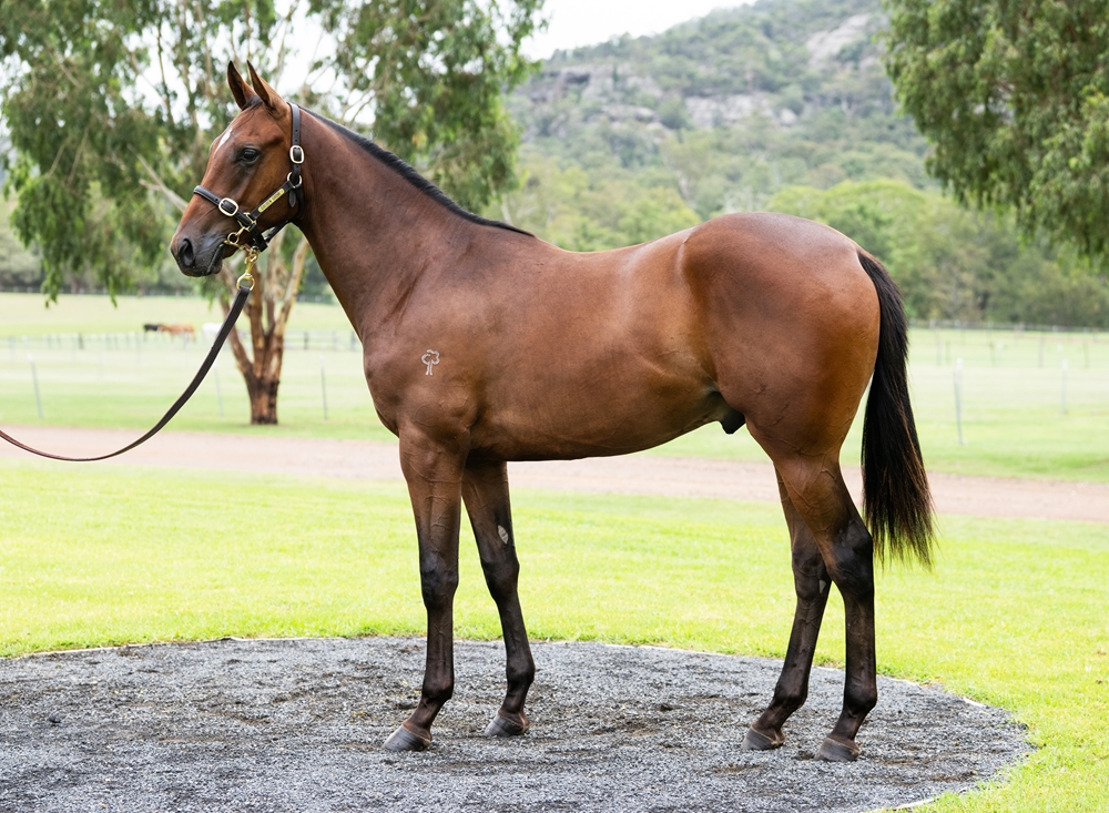 Shamus Award (AUS) / Light Shows (AUS) 2024 Colt - Image 1