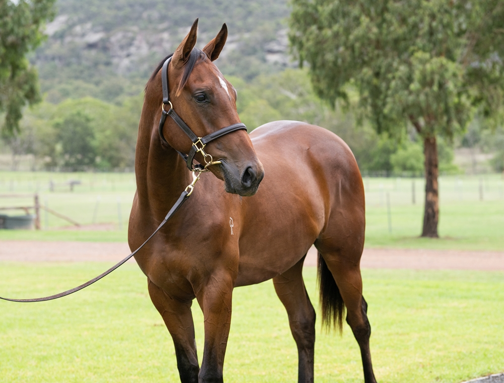 Shamus Award (AUS) / Light Shows (AUS) 2024 Colt - Image 2
