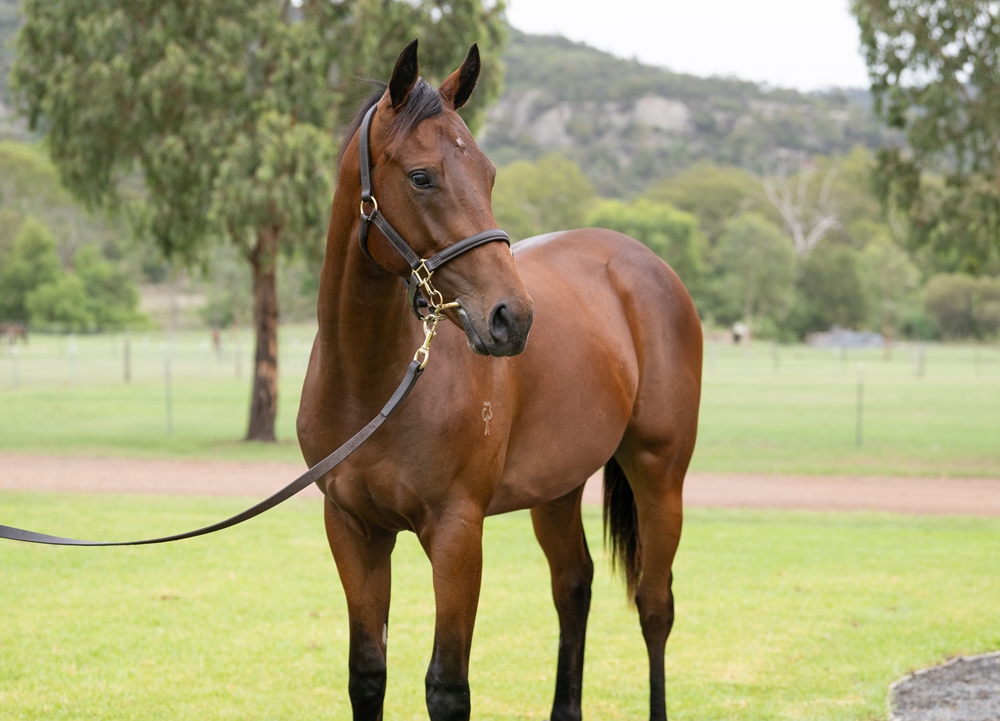 Alabama Express (AUS) / Matrimony (AUS) 2024 Colt - Image 2