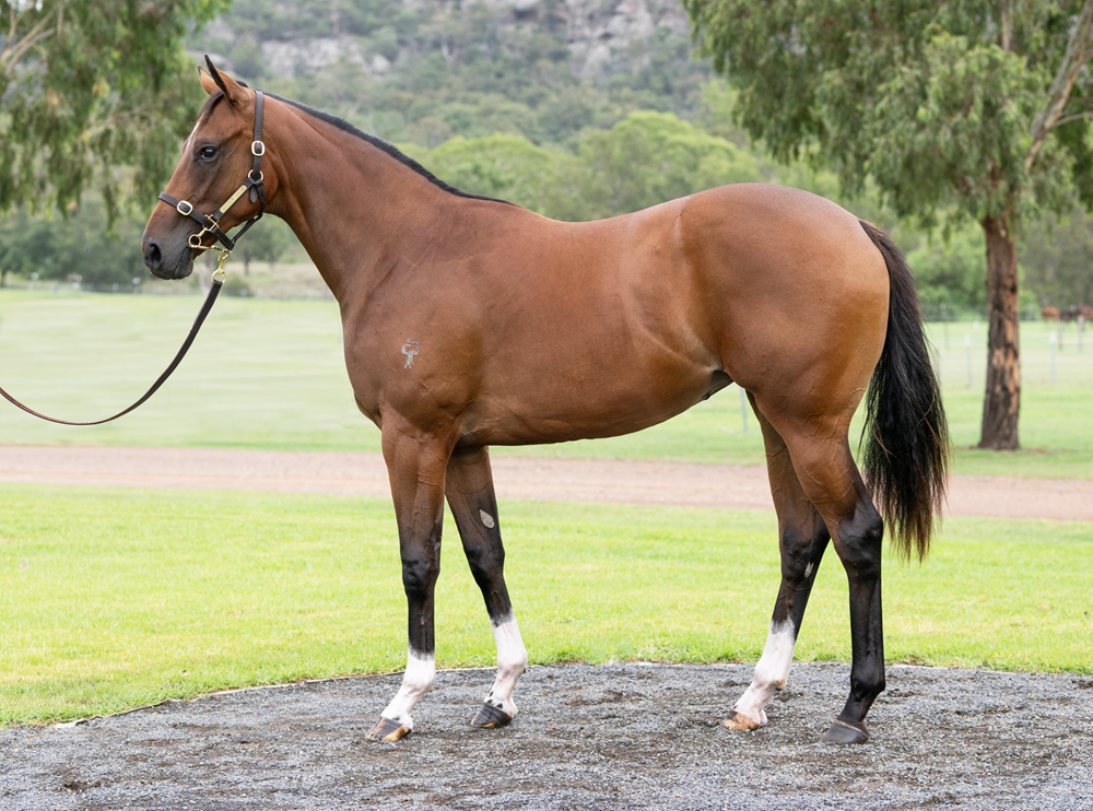 Alabama Express (AUS) / Sancelia (AUS) 2024 Filly - Image 1