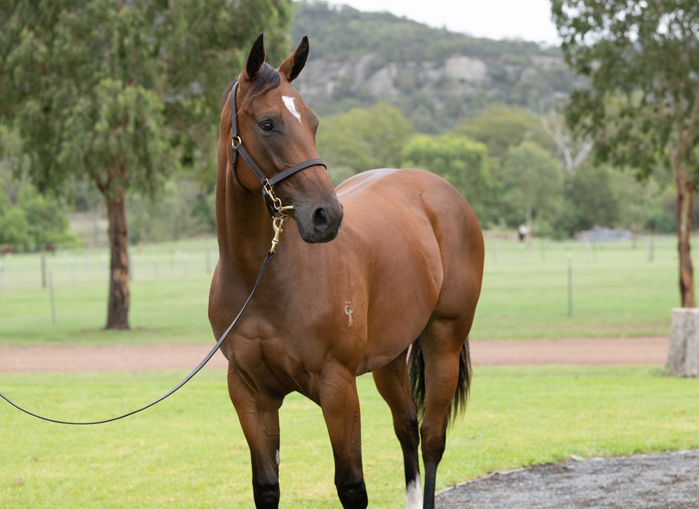 Alabama Express (AUS) / Sancelia (AUS) 2024 Filly - Image 2