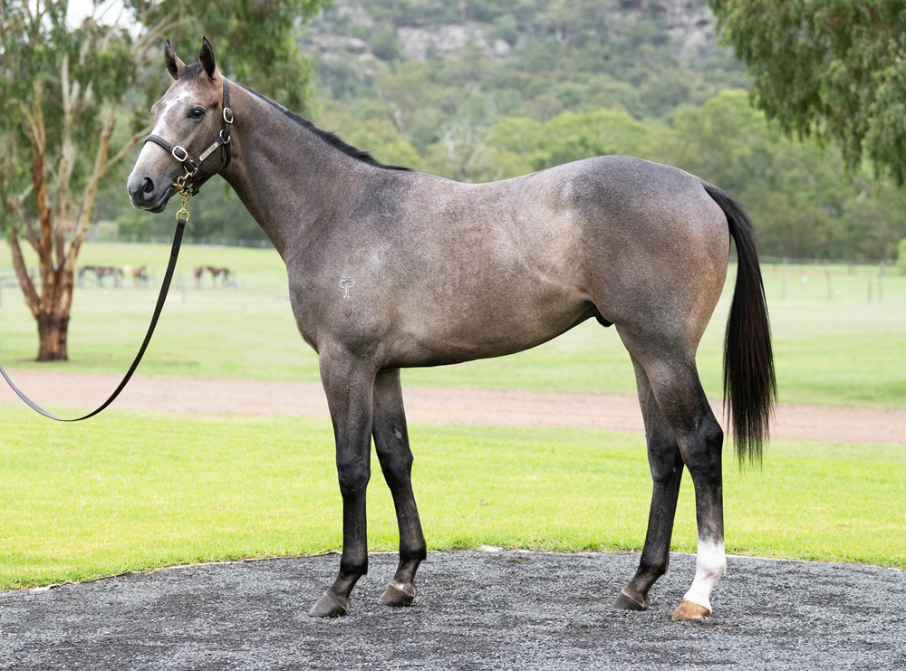 Alabama Express (AUS) / Sweet Honesty (AUS) 2024 Colt - Image 1