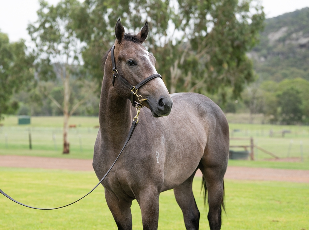 Alabama Express (AUS) / Sweet Honesty (AUS) 2024 Colt - Image 2