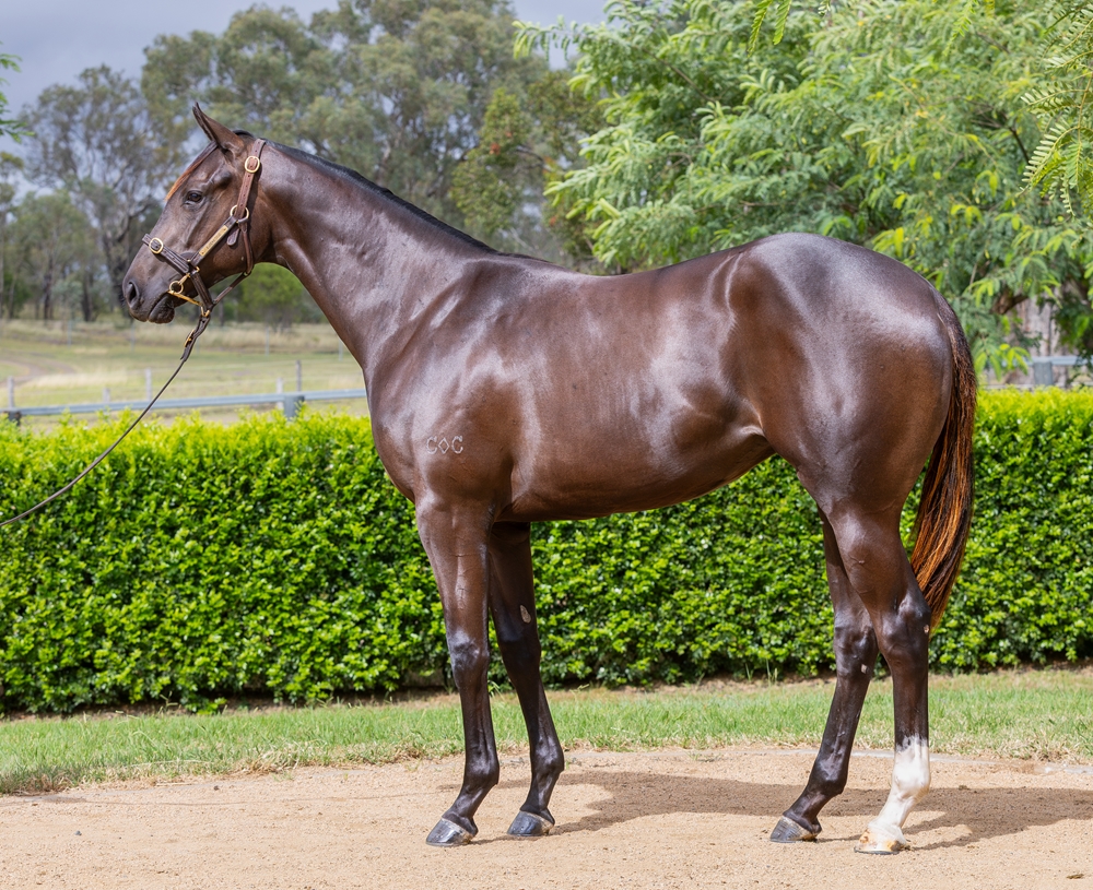 Spirit of Boom (AUS) / Weekend Saga (AUS) 2024 Filly - Image 1