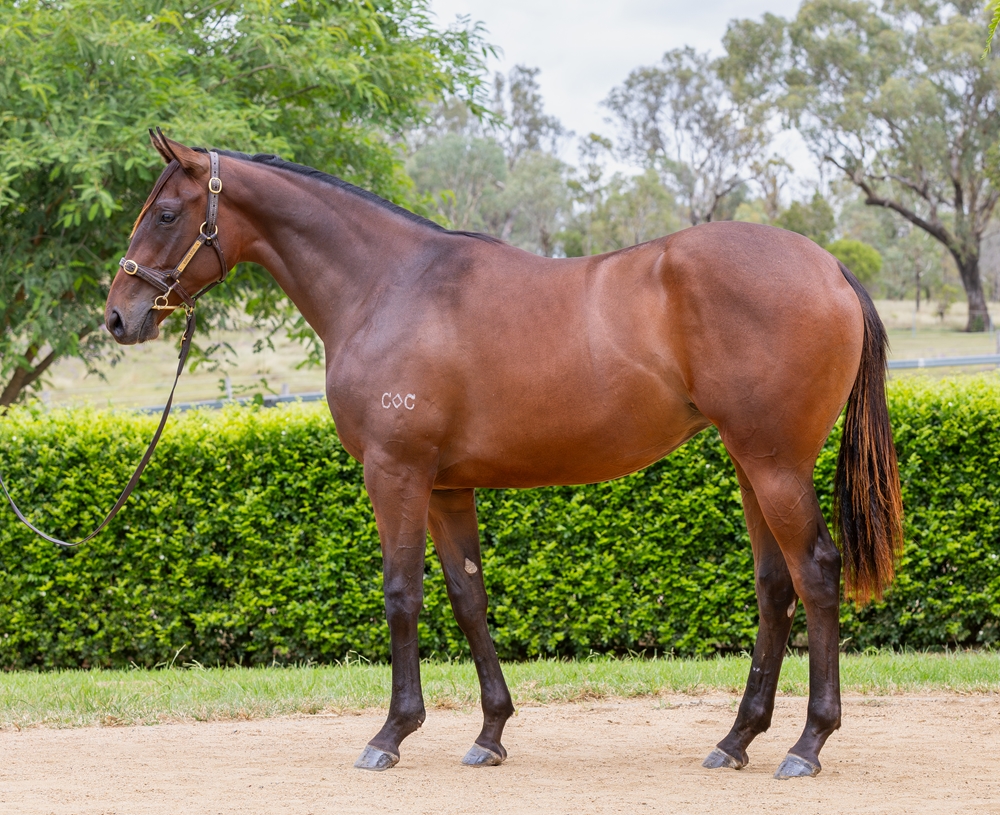 Encryption (AUS) / Azores (AUS) 2024 Filly - Image 1
