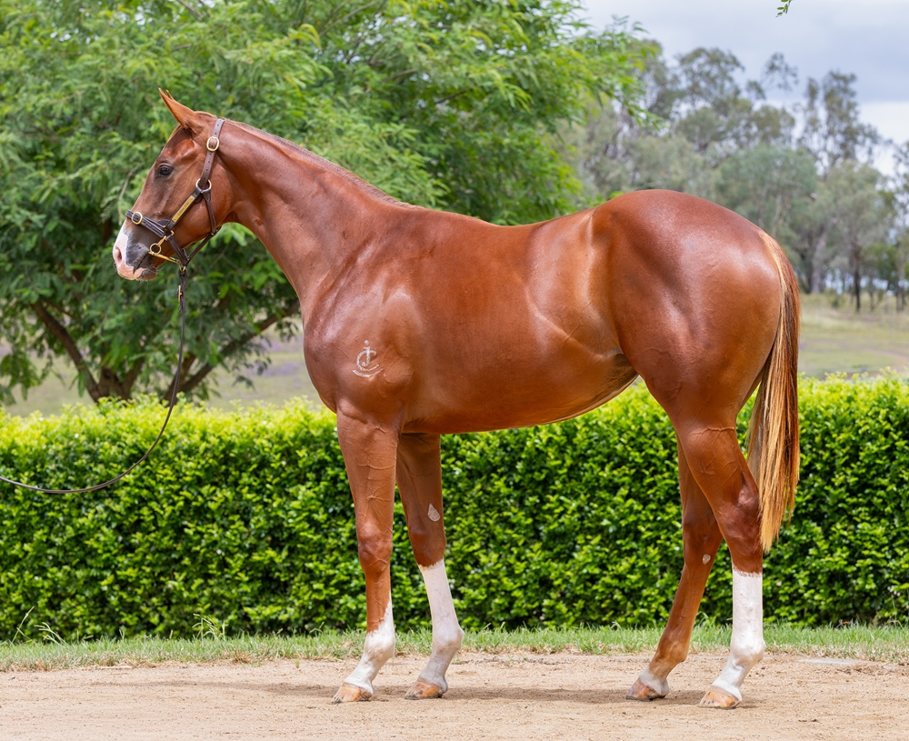 Stronger (AUS) / Believe 'n Achieve (AUS) 2024 Filly - Image 1