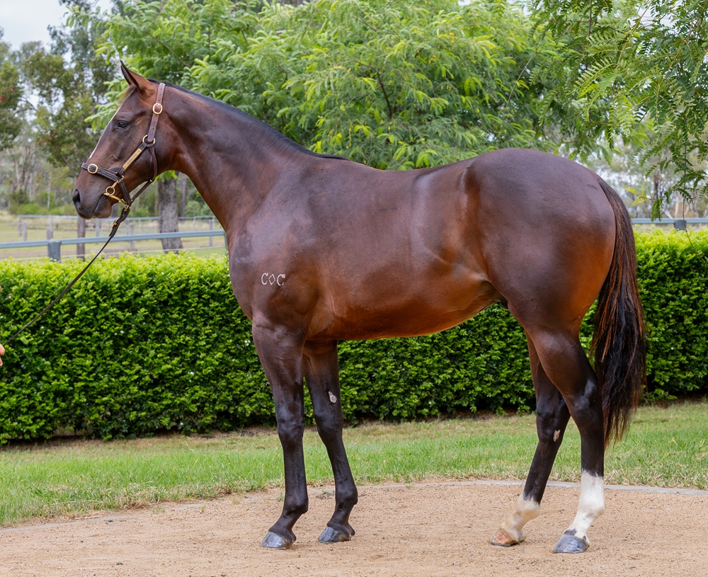 Better Than Ready (AUS) / Calescent (AUS) 2024 Colt - Image 1