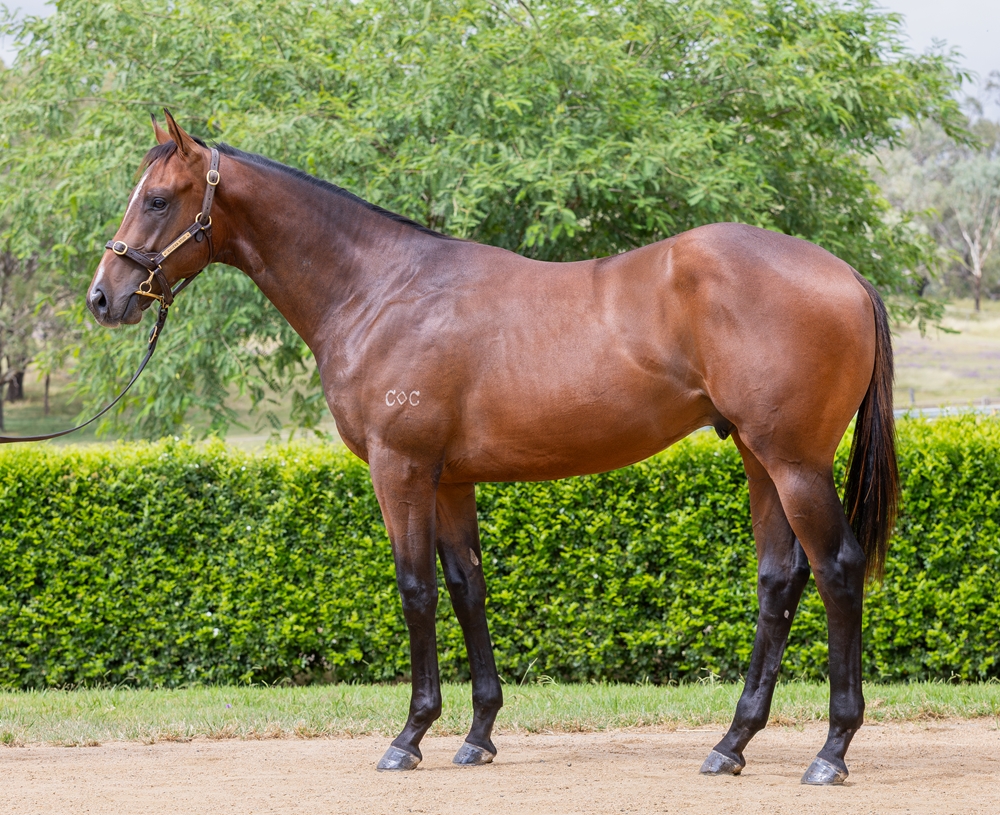 Barbaric (AUS) / Blessed Anna (AUS) 2024 Colt - Image 1