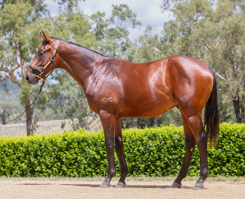 Encryption (AUS) / Inthemix (AUS) 2024 Colt - Image 1
