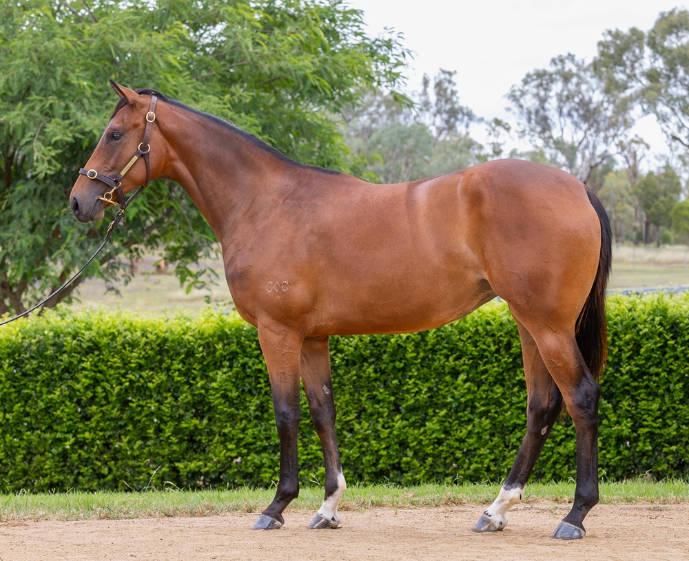 Jonker (AUS) / I Am Poppy (AUS) 2024 Filly - Image 1