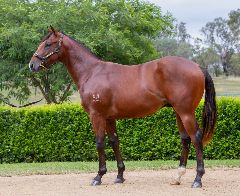 Spirit of Boom (AUS) / Dont Doubt da Wife (AUS) 2024 Colt - Image 1