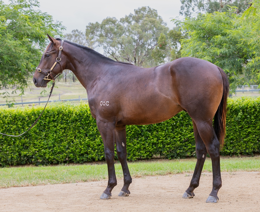 Encryption (AUS) / Miss Clicquot (AUS) 2024 Colt - Image 1